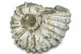 Bumpy Ammonite (Douvilleiceras) Fossil - Madagascar #277179-1
